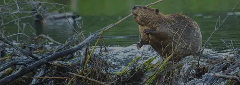 Wildlife Removal