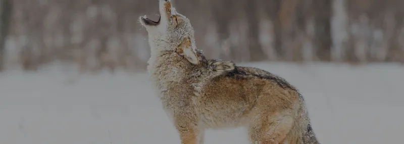 Wildlife Control