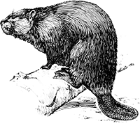 Cameron Wildlife Solutions Ltd.